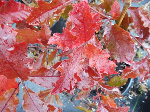 Quercus rysophylla x rubra