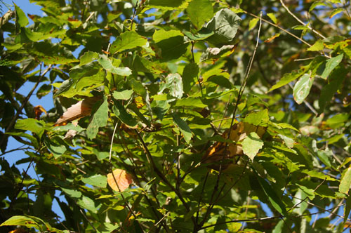 Quercus serrata