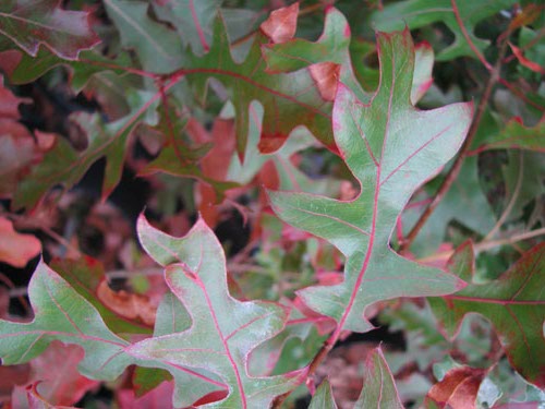 Quercus shumardii Quercus shumardii