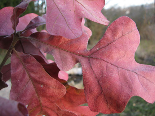 Quercus stellata