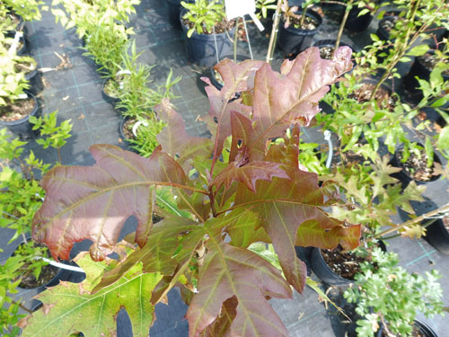 Quercus texana 'New Madrid'