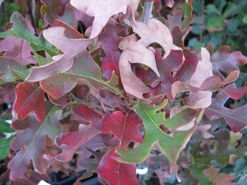 Quercus x bimundorum 'Crimschmidt' Quercus x bimundorum 'Crimschmidt'