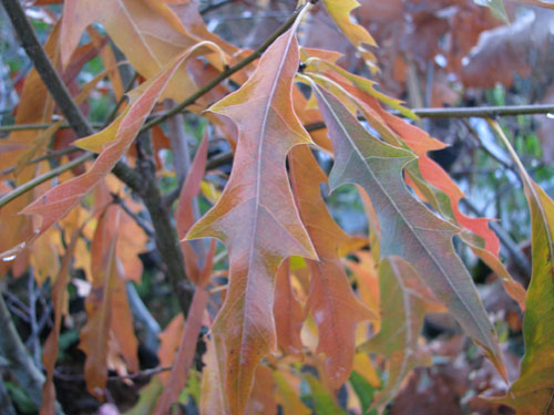 Quercus x schochiana Quercus x schochiana