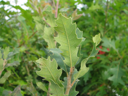 Quercus x undulata