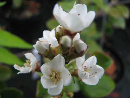 Rhaphiolepis umbellata 'Minor' Rhaphiolepis umbellata 'Minor'