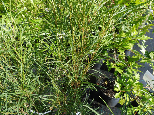 Rhamnus frangula