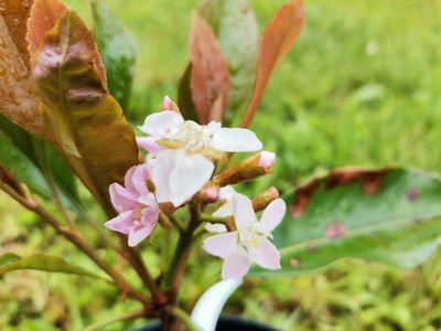 Rhaphiolepis indica 'Coppertone'