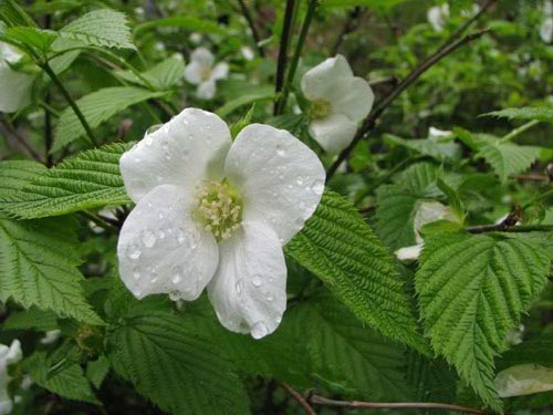 Rhodotypos scandens