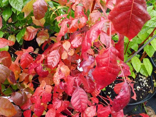 Rhus aromatica