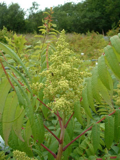 Rhus glabra