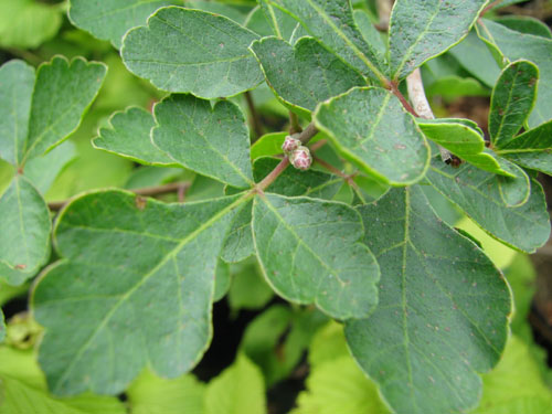 Rhus trilobata