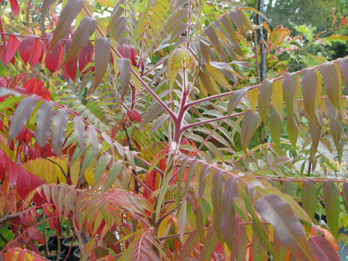 Rhus typhina