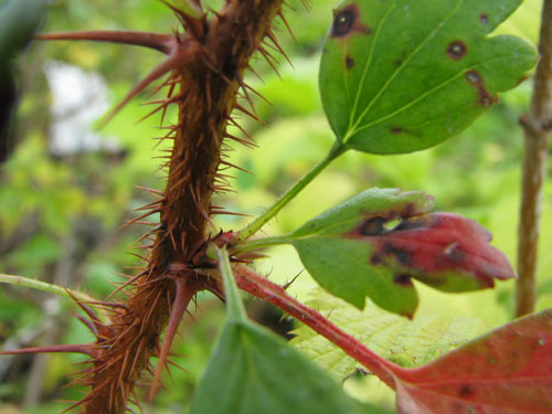 Ribes speciosum