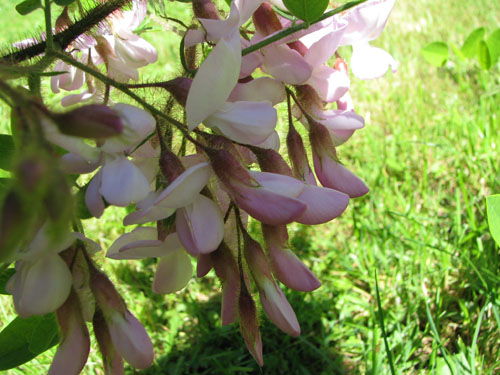Robinia fertilis