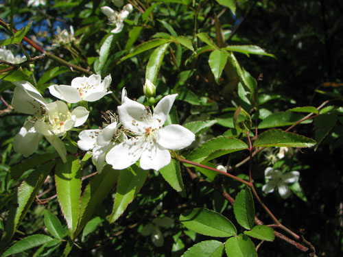 Rosa wichuraiana