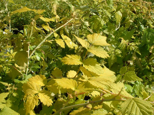 Rubus cockburnianus 'Golden Vale'