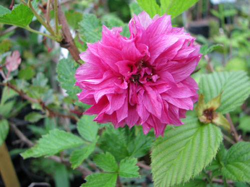 Rubus spectabilis 'Flore Pleno'