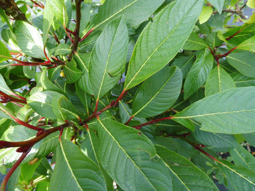 Salix moupinensis