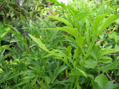 Sambucus callicarpa