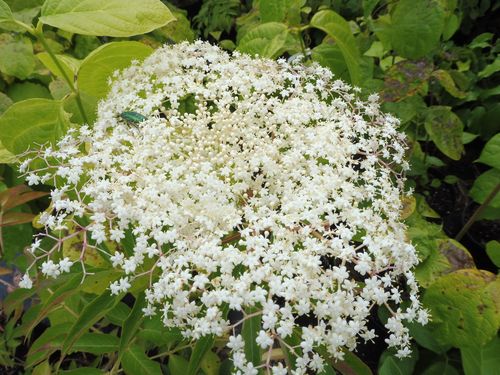 Sambucus canadensis 'Maxima' Sambucus canadensis 'Maxima'