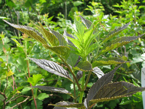 Sambucus nigra 'Guincho Purple'