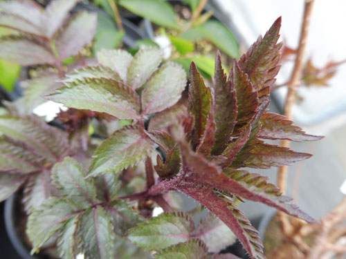 Sambucus nigra 'Serenade'