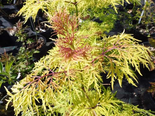 Sambucus racemosa 'Lemony Lace' Sambucus racemosa 'Lemony Lace'