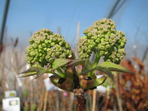 Sambucus tigranii