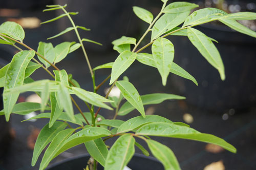 Sapindus mukorossi