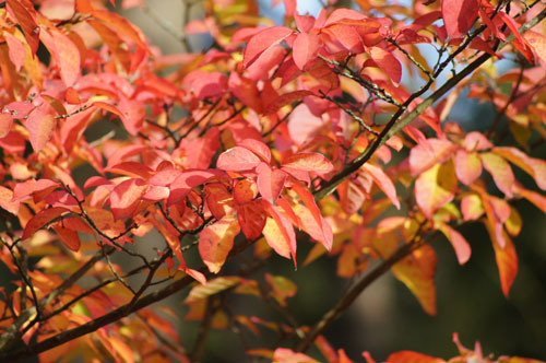 Sapium japonicum Sapium japonicum
