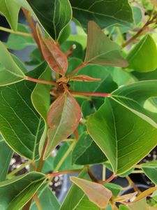 Sapium sebiferum Sapium sebiferum