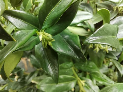 Sarcococca confusa