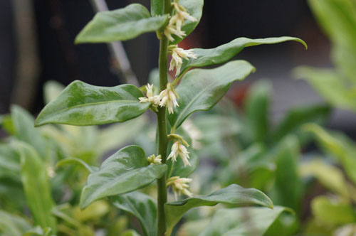Sarcococca hookeriana