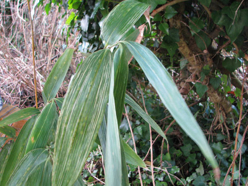 Sasa kurilensis 'Shimofuri'
