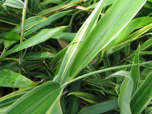 Sasaella masamuneana 'Albostriata'