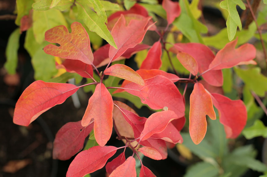 Sassafras albidum