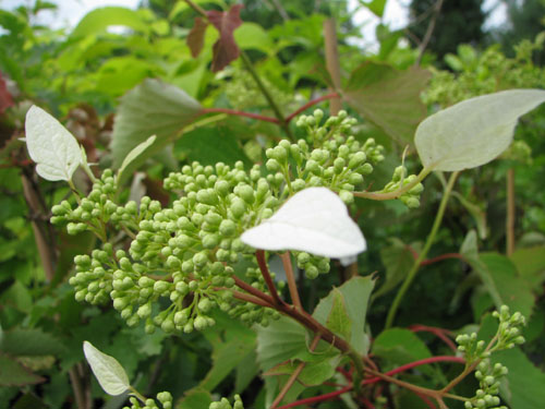 Schizophragma hydrangeoides