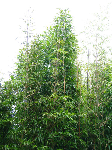 Semiarundinaria fastuosa