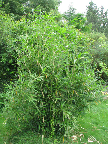 Semiarundinaria kagamiana