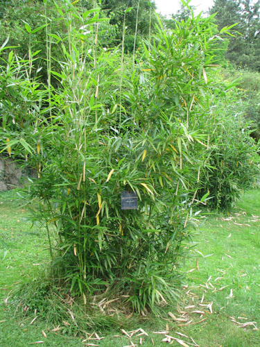 Semiarundinaria okuboï