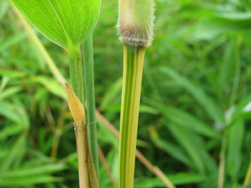 Semiarundinaria yashadake 'Kimmei'