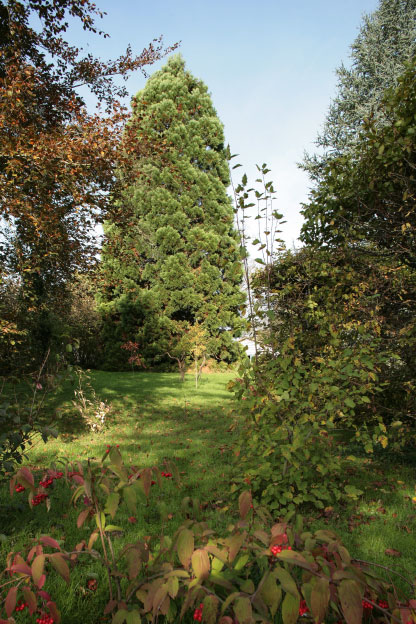 Sequoiadendron giganteum Sequoiadendron giganteum