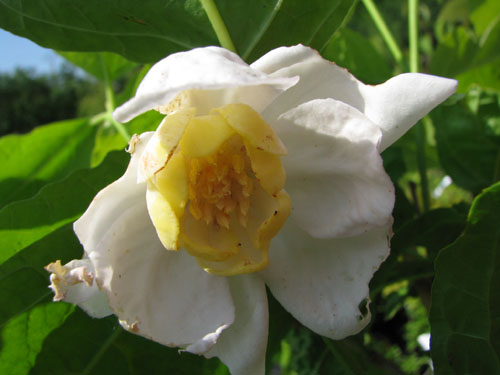 Sinocalycanthus sinensis