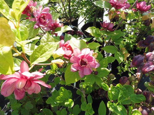 Sinocalycanthus x raulstonii 'Hartlage Wine' Sinocalycanthus x raulstonii 'Hartlage Wine'