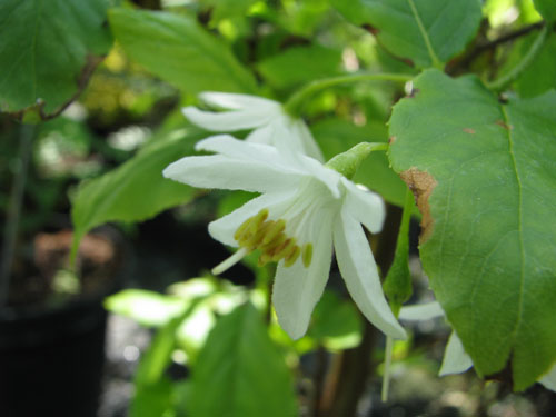 Sinojackia xylocarpa