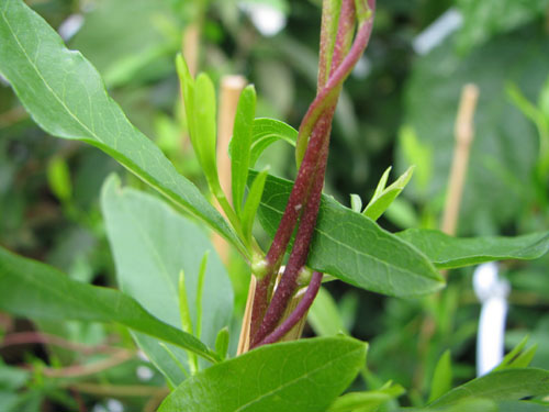 Sollya heterophylla