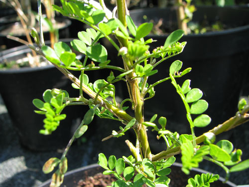 Sophora cassioides