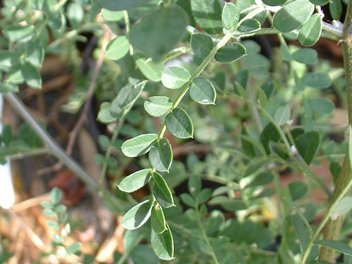 Sophora davidii