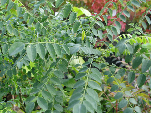 Sophora japonica Sophora japonica