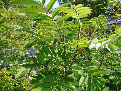 Sorbus 'Nevezhinskaja'